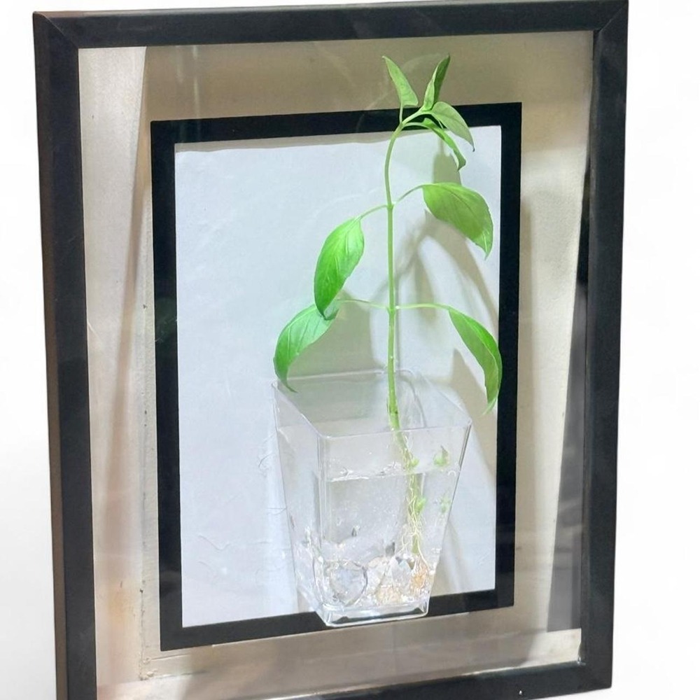 Black outline 5x7 propagation frame with plastic gem vase accent